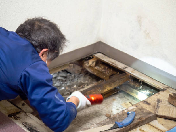 Best White Mold Remediation in West Bay Shore, NY