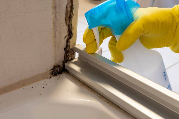 Best Mold Testing and Inspection Services in West Bay Shore, NY
