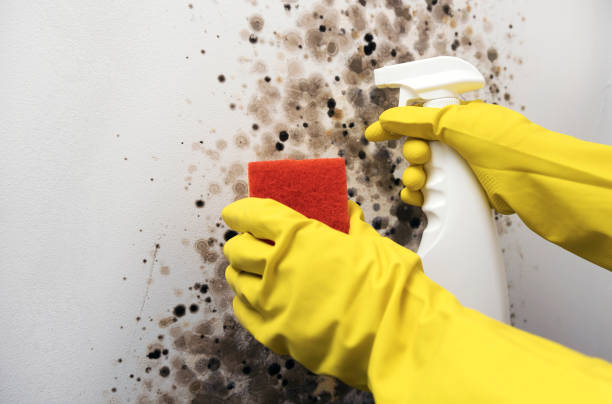 Best Attic Mold Remediation in West Bay Shore, NY