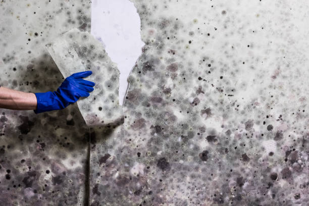 Best Basement Mold Remediation in West Bay Shore, NY